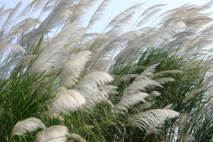 ĐI QUA MÙA GIÓ THỔI