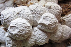 Men ruou la gi Quy trinh lam men ruou dung chuan e1643732958499