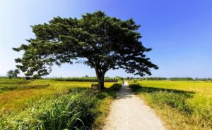 can canh cay co don tuyet dep o lang que yen binh xuat hien trong phim mat biec bb baaadpf2aw 112324120