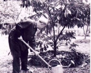 cay vu sua trong vuon bac 670x381 1 e1690772906675