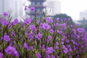 image1 1607652182 448 width600height400