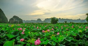 10 canh dong sen dep ban nen di keo lo … mua sen