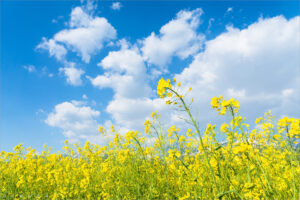 anh bau troi va hoa dep nhat