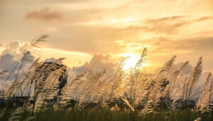 bai tho loi tai heo may pham hung 917677