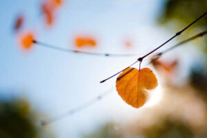 dat chan vao mien co tich 682