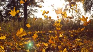 hinh anh chiec la vang roi