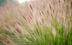 hinh anh hoa co may 5