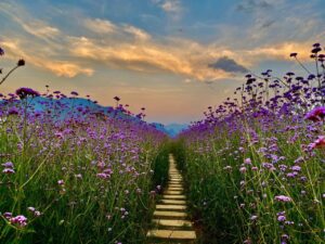 1D8e38769ea064fe3db1