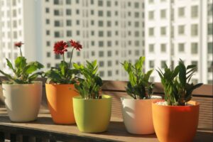 chau cay 26042022114933