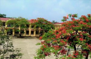 hoa phuong no ruc tren nhung san truong vang bong hoc tro 1