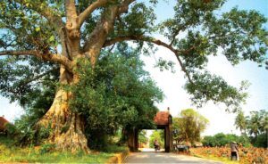 langcomongphuhanoi 22032022154753 1