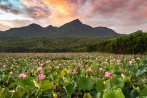 tra ly mot mua sen 11