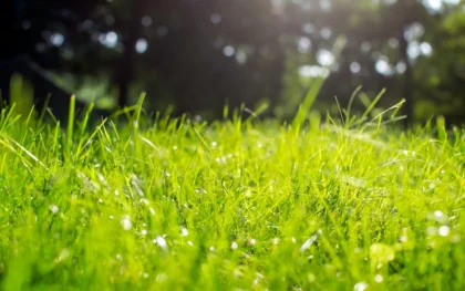 NHÀ THƠ MỸ VẼ VĂN NGHỆ SĨ VIỆT NAM