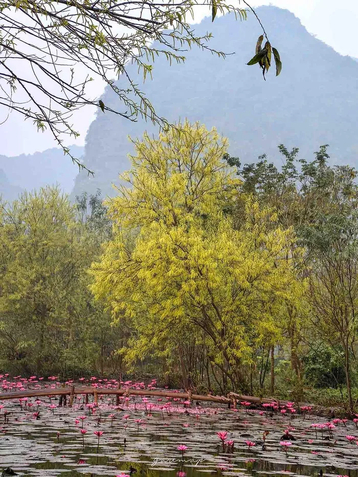 Hoa súng rực rỡ nhất vào buổi sáng, từ 7:00 đến 9:00. Lúc này, hoa bung cánh và ánh nắng chưa quá gắt. Nếu đến sau 9:00, hoa vẫn còn nở nhưng bầu hoa bắt đầu khép lại. Ảnh: Van Ngo