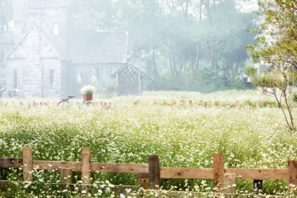 13 1699004449 cuc hoa m 4